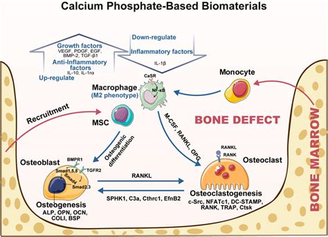  Osteoinductive Biphasic Calcium Phosphate: Will This Biomaterial Revolutionize Bone Regeneration?